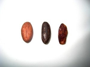 (1) roasted cacao bean; (2) huskless: the cacao nib; (3) cross-section of a nib